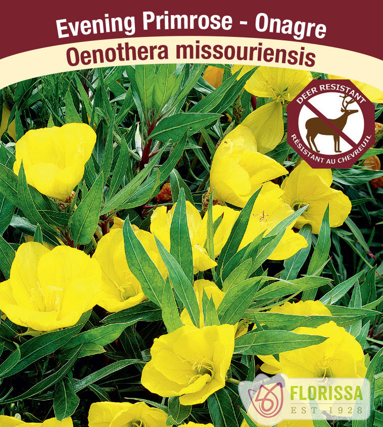 Oenothera - missouriensis (Ozark Sundrops)
