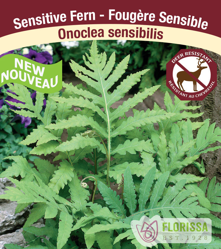 Onoclea - sensibilis