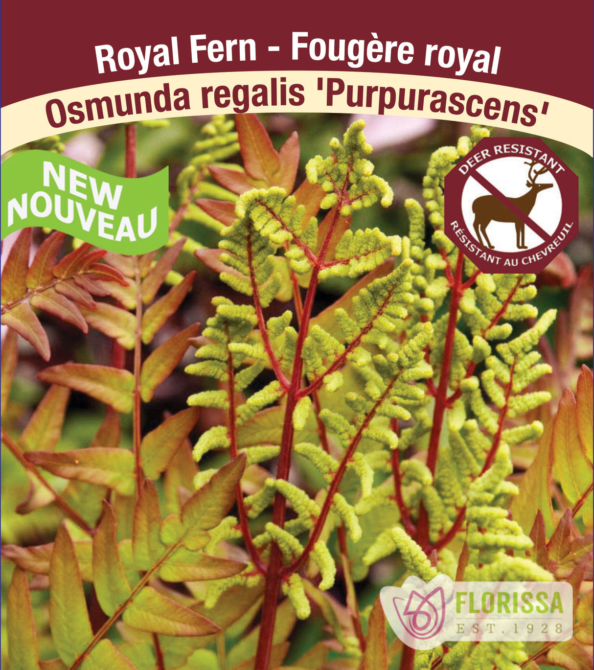 Osmunda - regalis Purpurascens