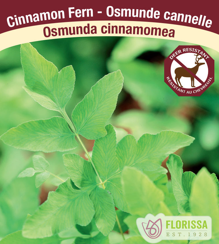 Osmunda - cinnamomea
