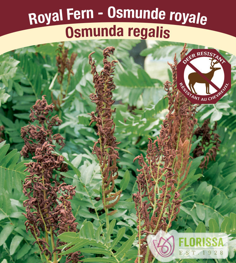 Osmunda - regalis