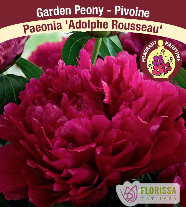 Paeonia Lactiflora - Adolphe Rousseau