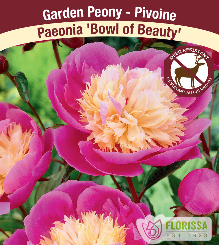 Paeonia Lactiflora - Bowl of Beauty