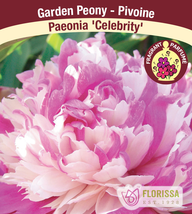 Paeonia Lactiflora - Celebrity