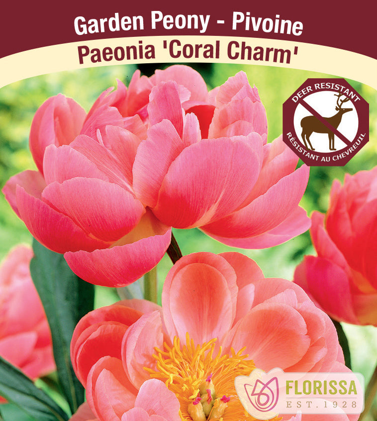 Paeonia Lactiflora - Coral Charm