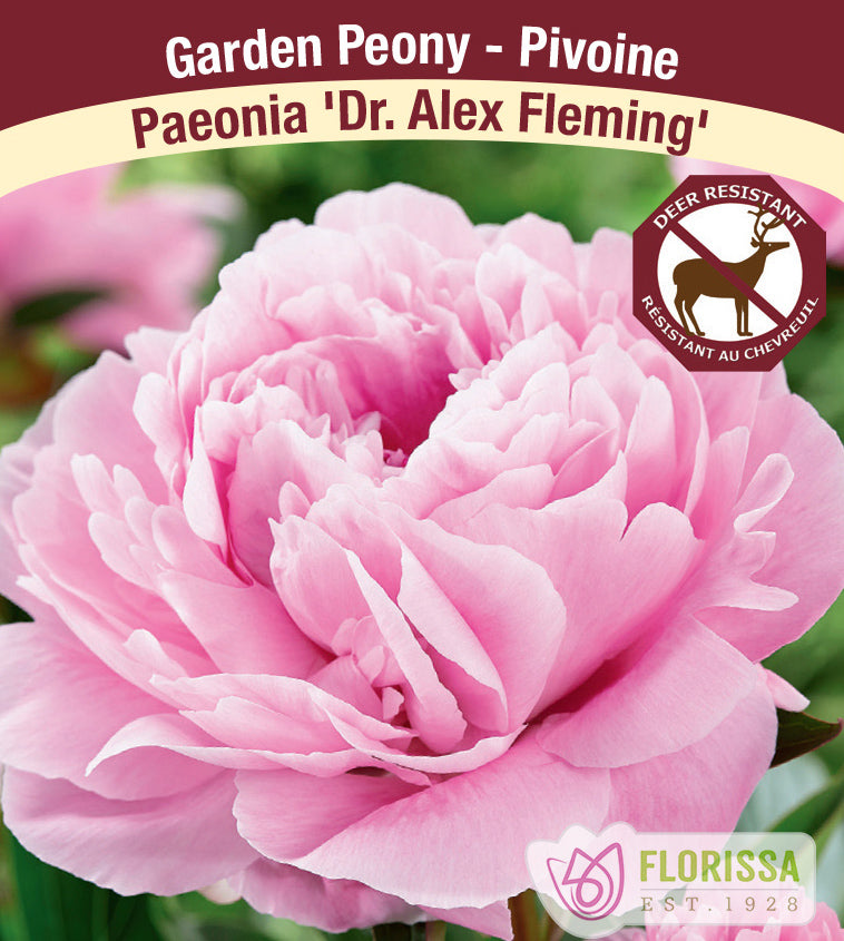 Paeonia Lactiflora - Dr. Alex Fleming