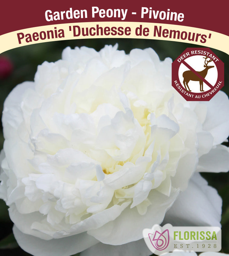 Paeonia Lactiflora - Duchesse de Nemours