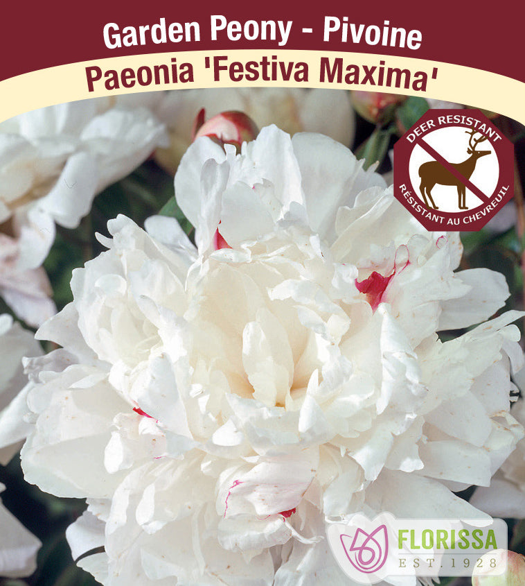 Paeonia Lactiflora - Festiva Maxima