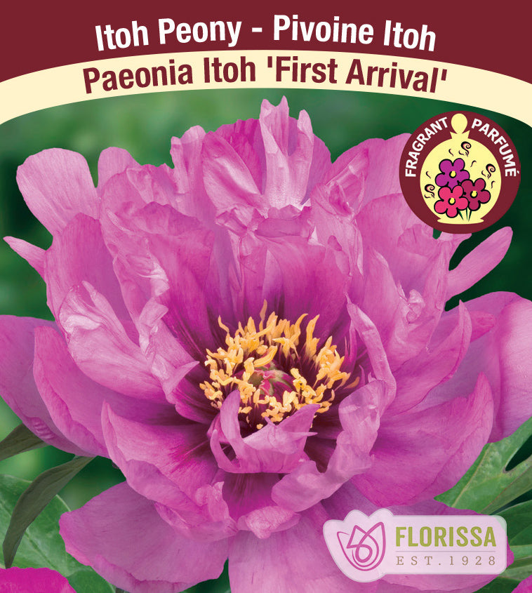 Paeonia Itoh - First Arrival