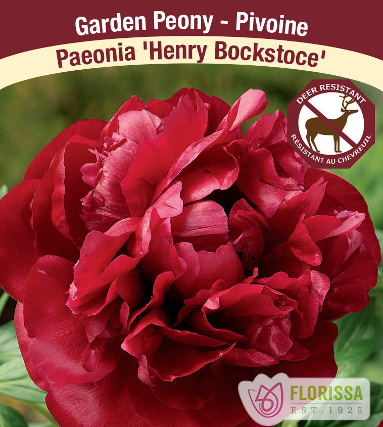 Paeonia Lactiflora - Henry Bockstoce