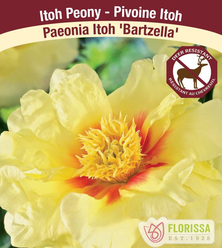 Paeonia Itoh - Bartzella
