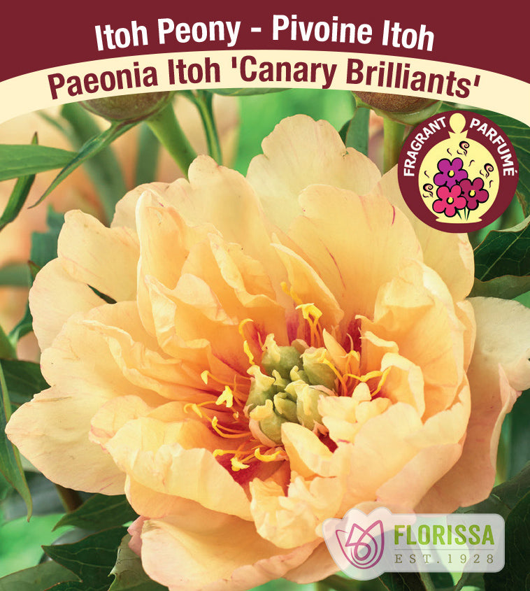 Paeonia Itoh - Canary Brilliants