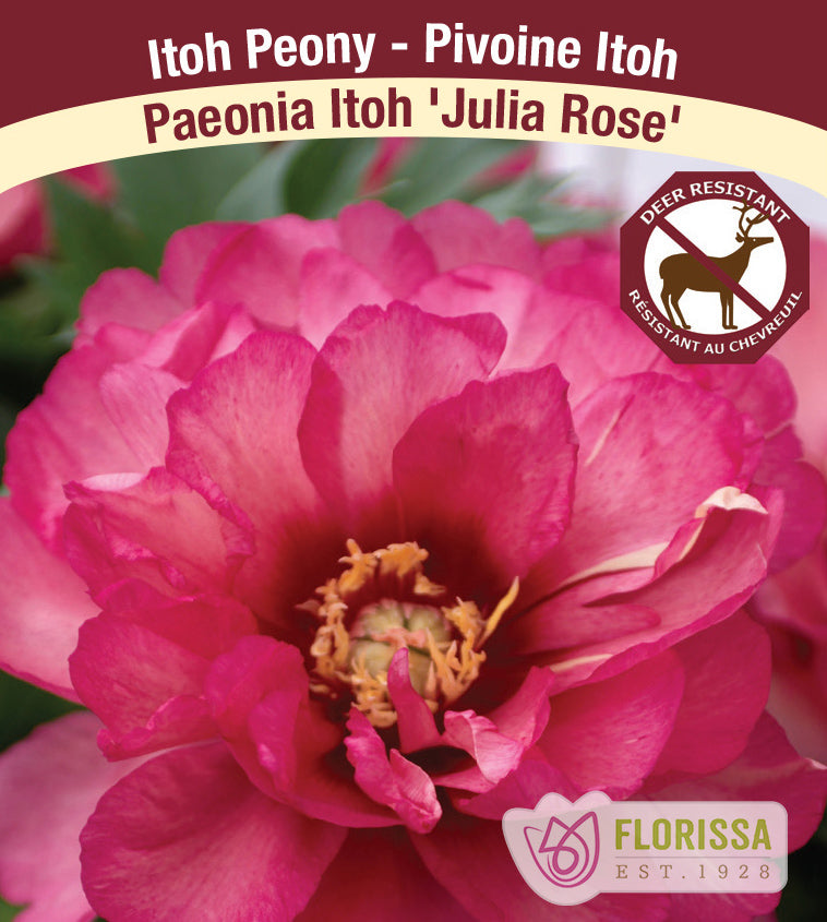 Paeonia Itoh - Julia Rose