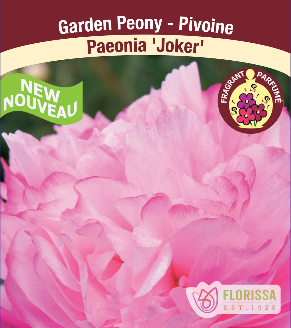 Paeonia Lactiflora - Joker