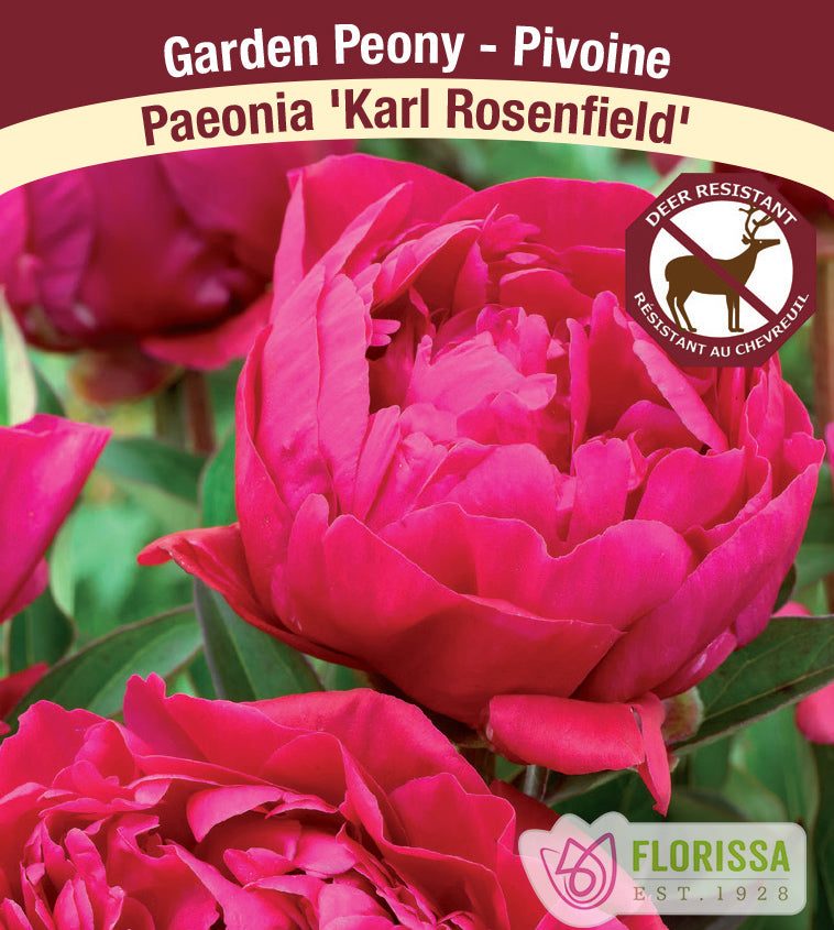 Paeonia Lactiflora - Karl Rosenfield