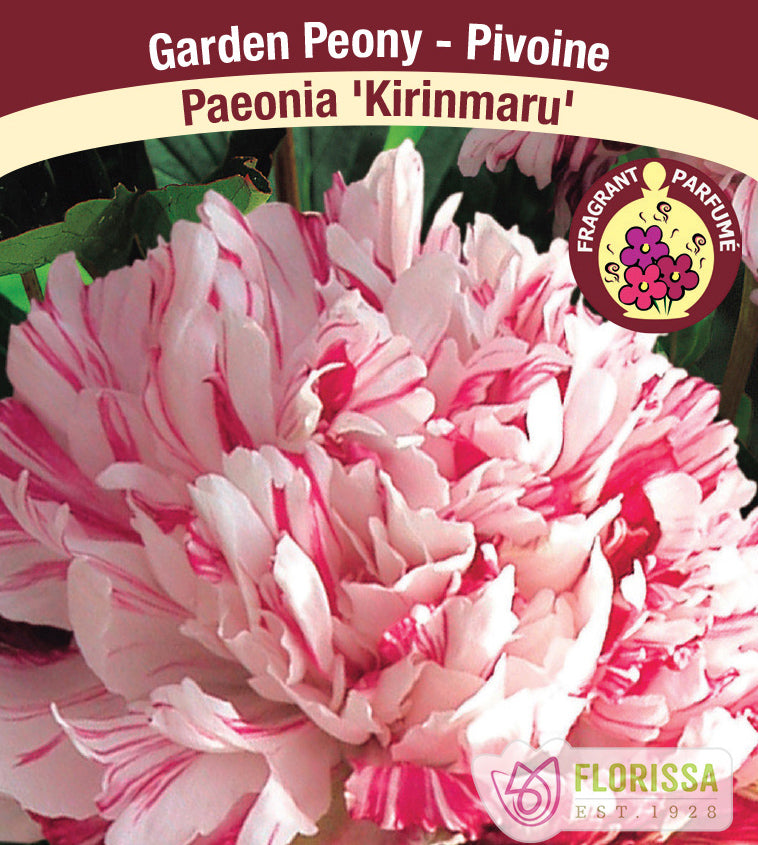 Paeonia Lactiflora - Kirinmaru