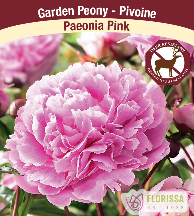 Paeonia - Pink Jumbo 6/+ eyes