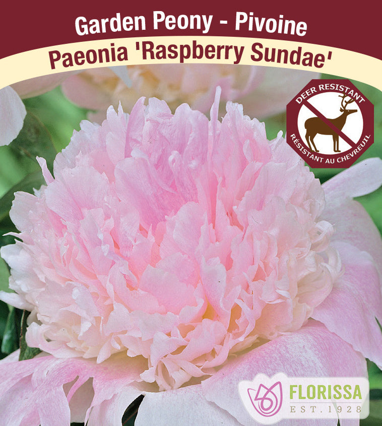 Paeonia Lactiflora - Raspberry Sundae