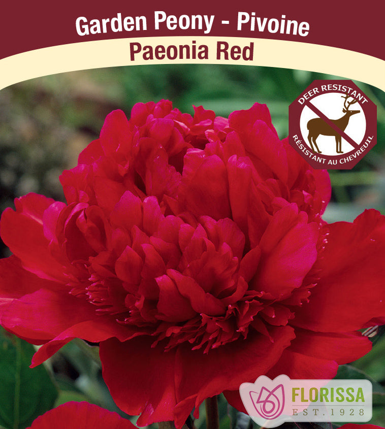Paeonia - Red Jumbo 6/+ eyes
