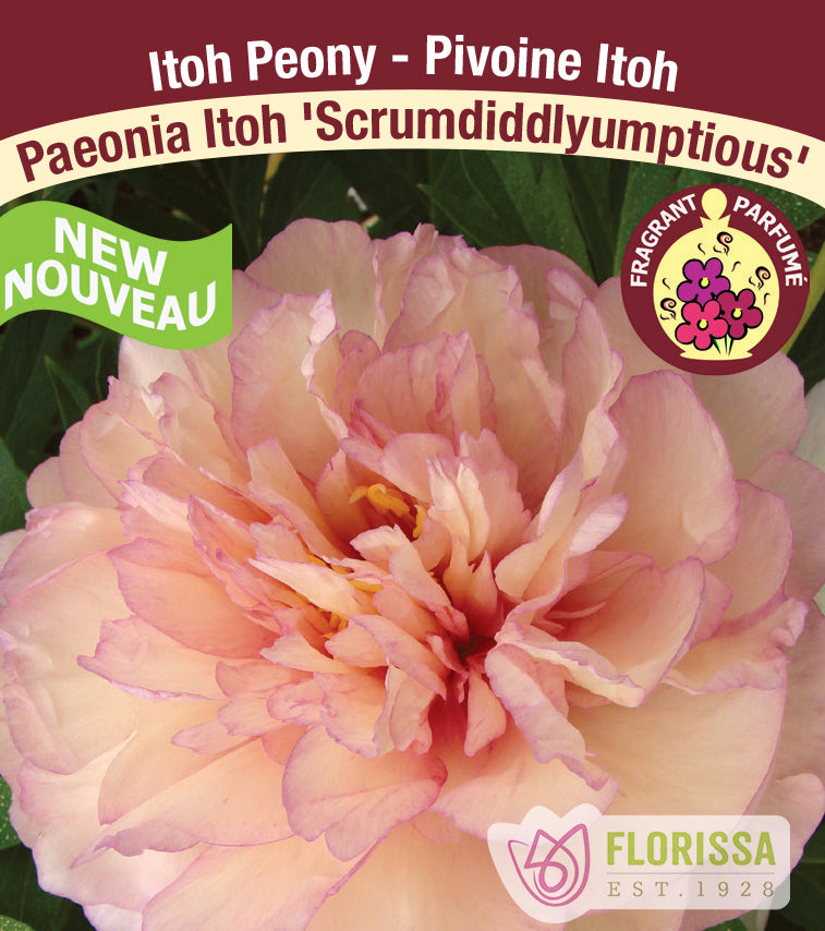 Paeonia Itoh - Scrumdidleyumptious