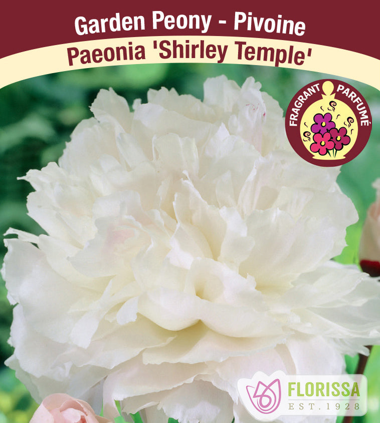 Paeonia Lactiflora - Shirley Temple
