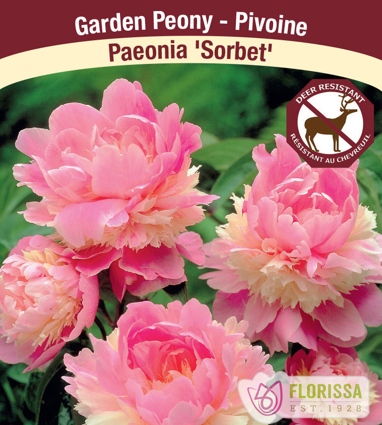 Paeonia Lactiflora - Sorbet