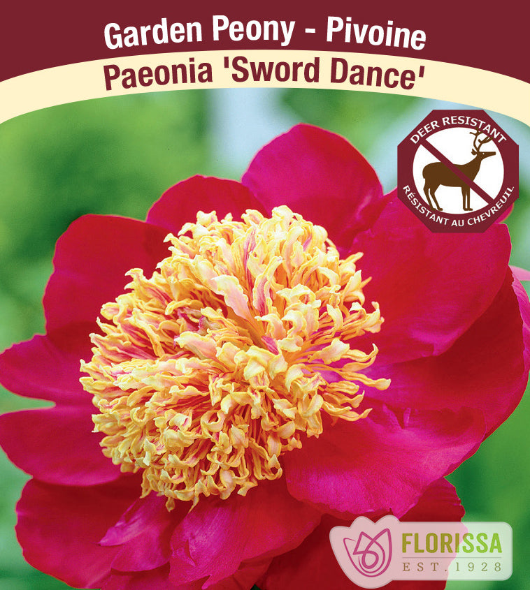 Paeonia Lactiflora - Sword Dance