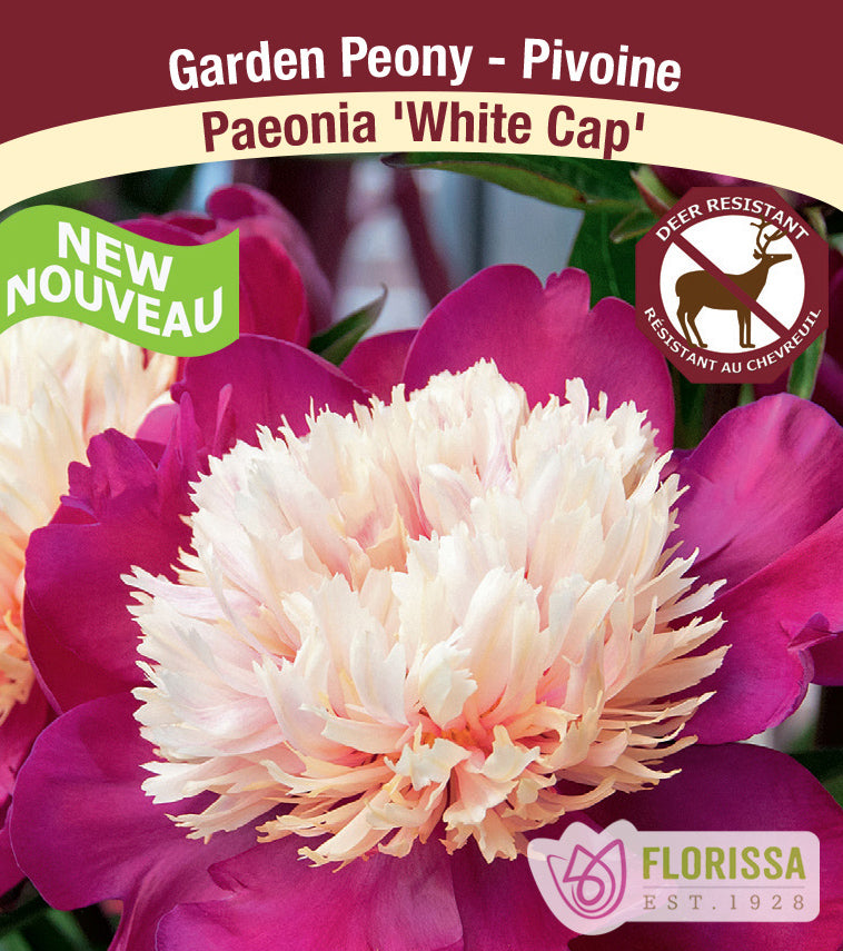 Paeonia Lactiflora - White Cap