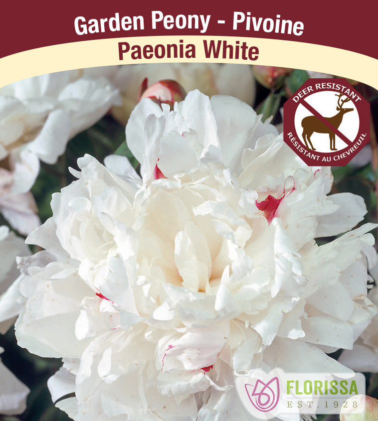 Paeonia - White JUMBO 6/+ eyes