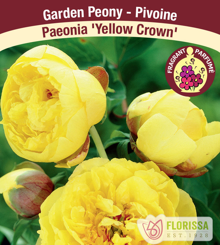 Paeonia Lactiflora - Yellow Crown