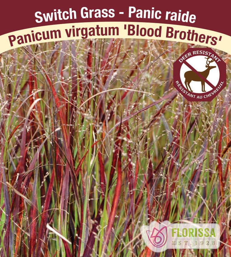 Panicum - vir. Blood Brothers