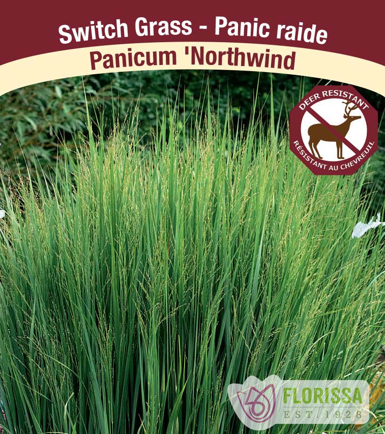 Panicum - vir. Northwind