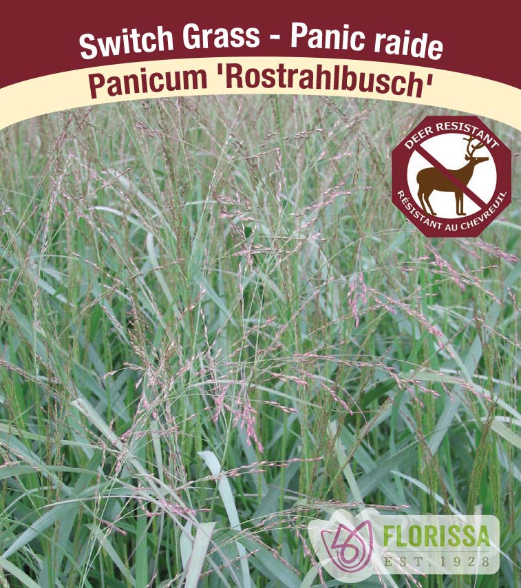 Panicum - vir. Rostrahlbusch