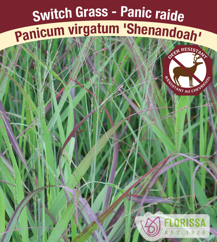 Panicum - vir. Shenandoah