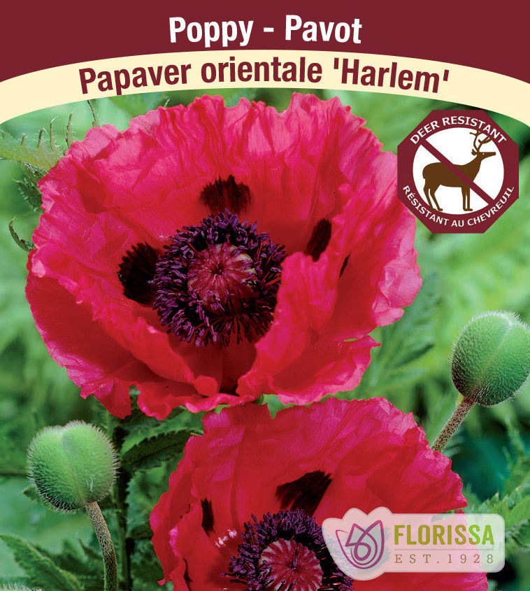 Papaver - or. Harlem
