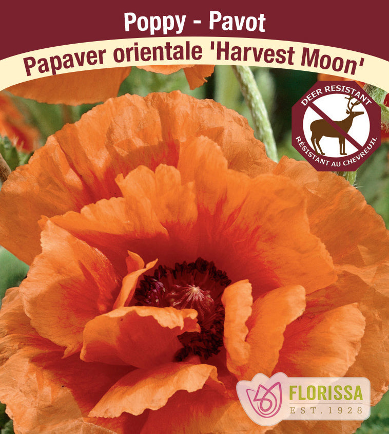 Papaver - or. Harvest Moon