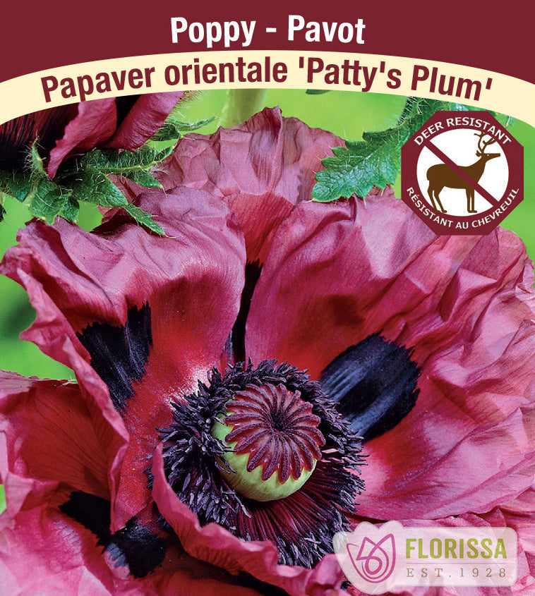 Papaver - or. Patty's Plum