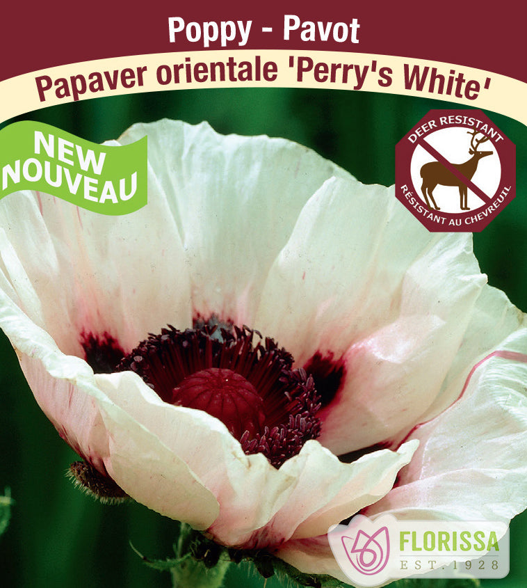 Papaver - or. Perry's White