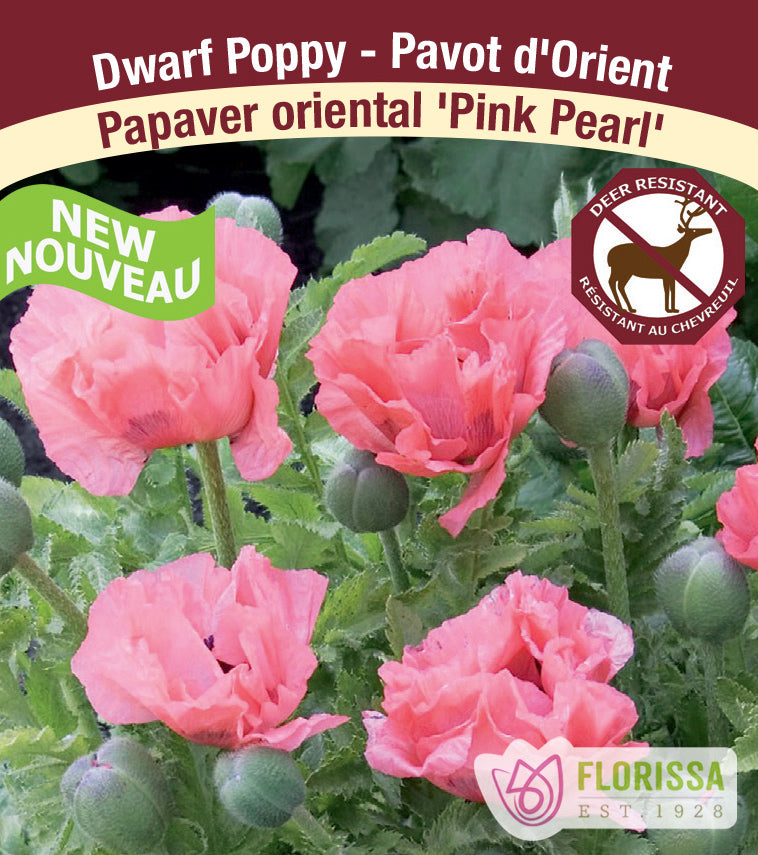 Papaver - or. Pink Pearl