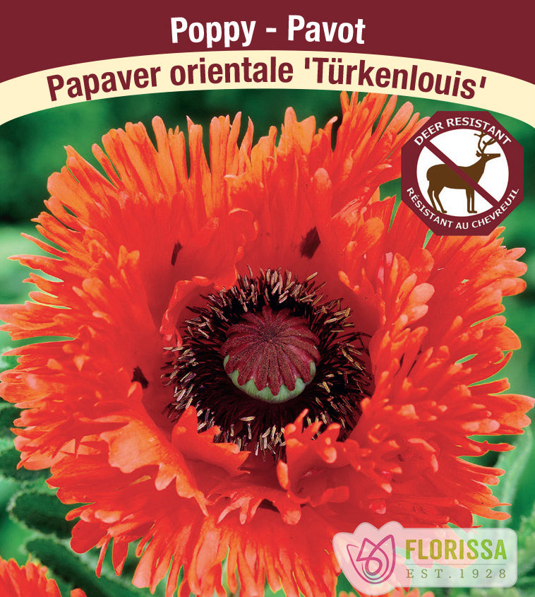 Papaver - or. Turkenlouis
