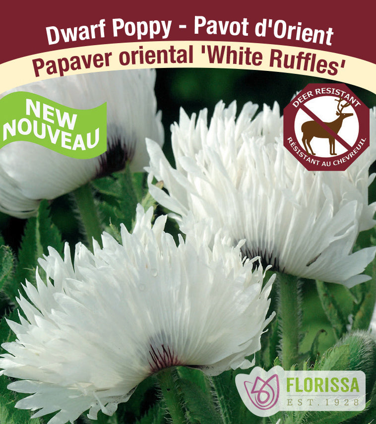 Papaver or. White Ruffles