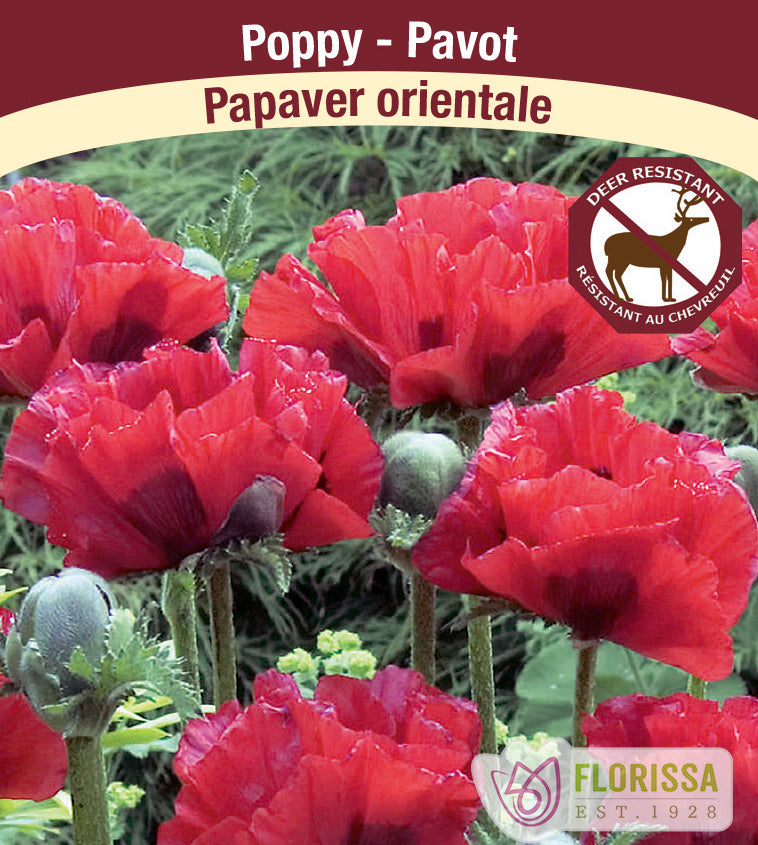 Papaver - orientale
