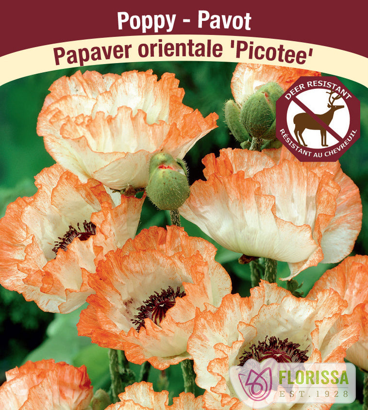 Papaver - or. Picotee