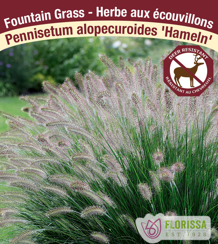 Pennisetum - alopecuroides Hameln