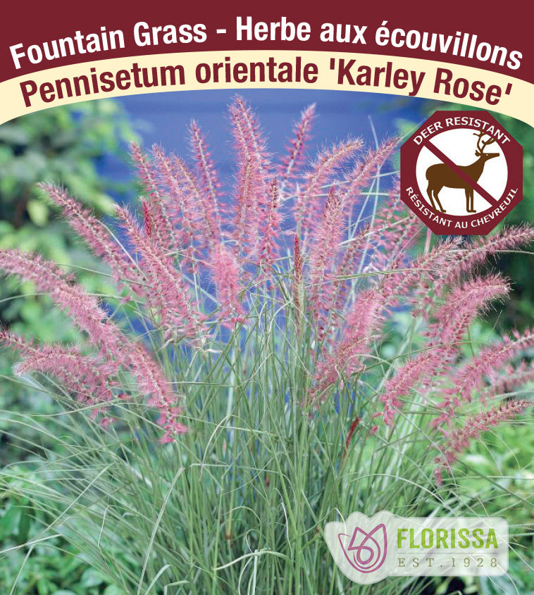 Pennisetum - orientale Karley Rose