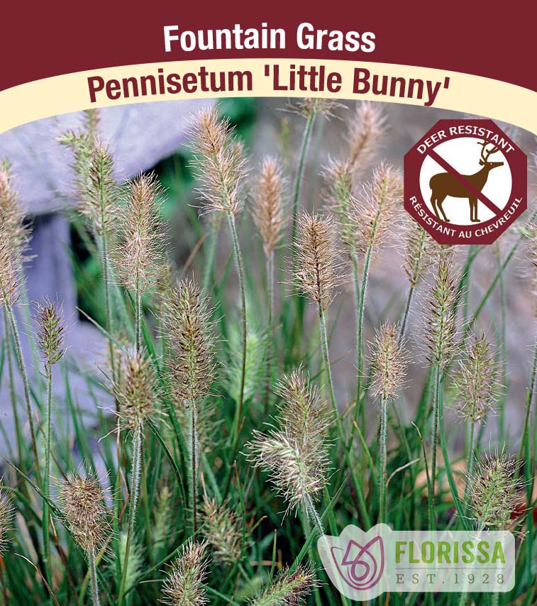 Pennisetum - alopecuroides Little Bunny