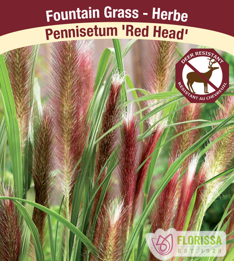 Pennisetum - alopecuroides Red Head