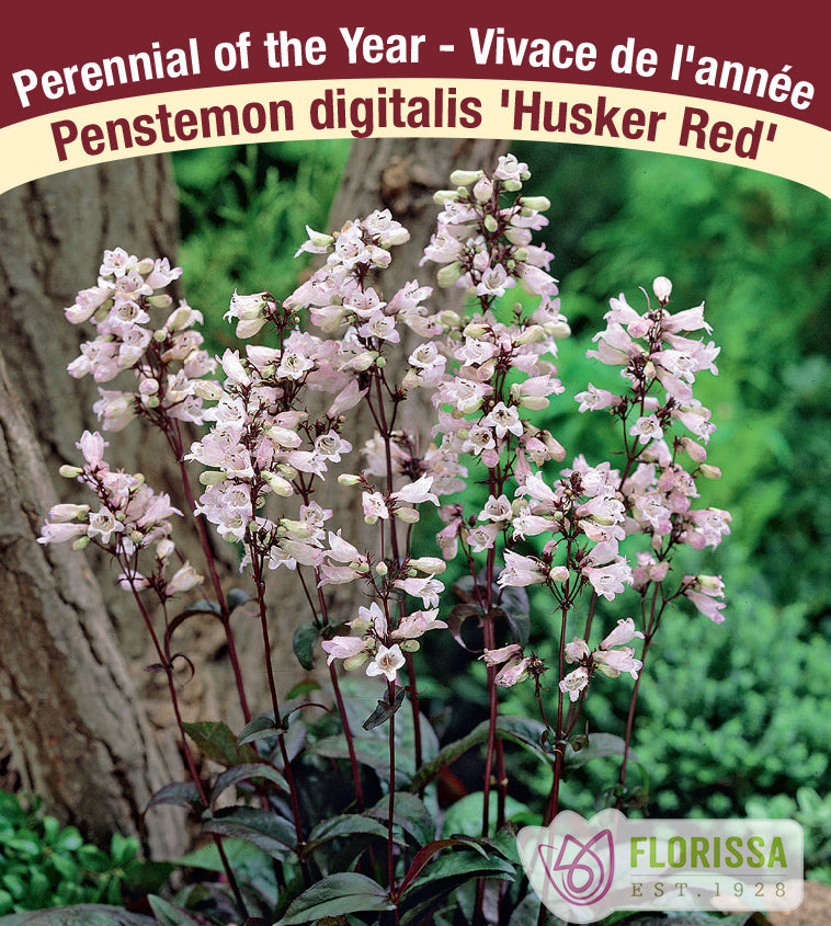 Penstemon - digitalis Husker Red