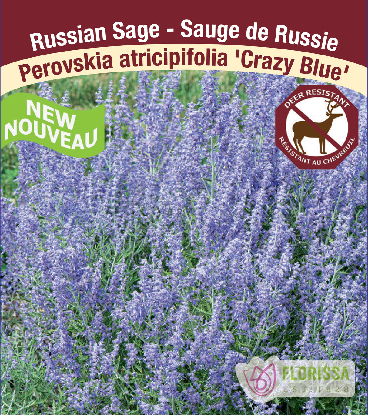 Perovskia - atrip. Crazy Blue