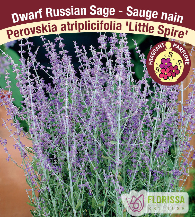 Perovskia - atr. Little Spire